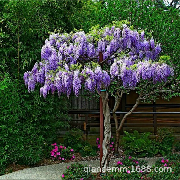 Оптовые поставки саженцев вистерии, вьющихся растений для ограждения двора, балкона, многолепестковых саженцев вистерии, зелени.