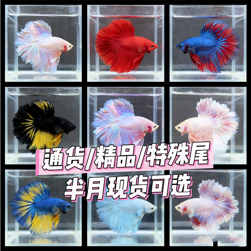 In-Stock Special Tail Thai Fighting Fish Wholesale Premium Half-Moon Mixed Color Lion King Horse Tail General Fish for Stall Selling and Dropshipping