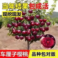 车厘子树苗樱桃树苗南方北方种植正宗盆栽地栽矮化樱桃树果树果苗