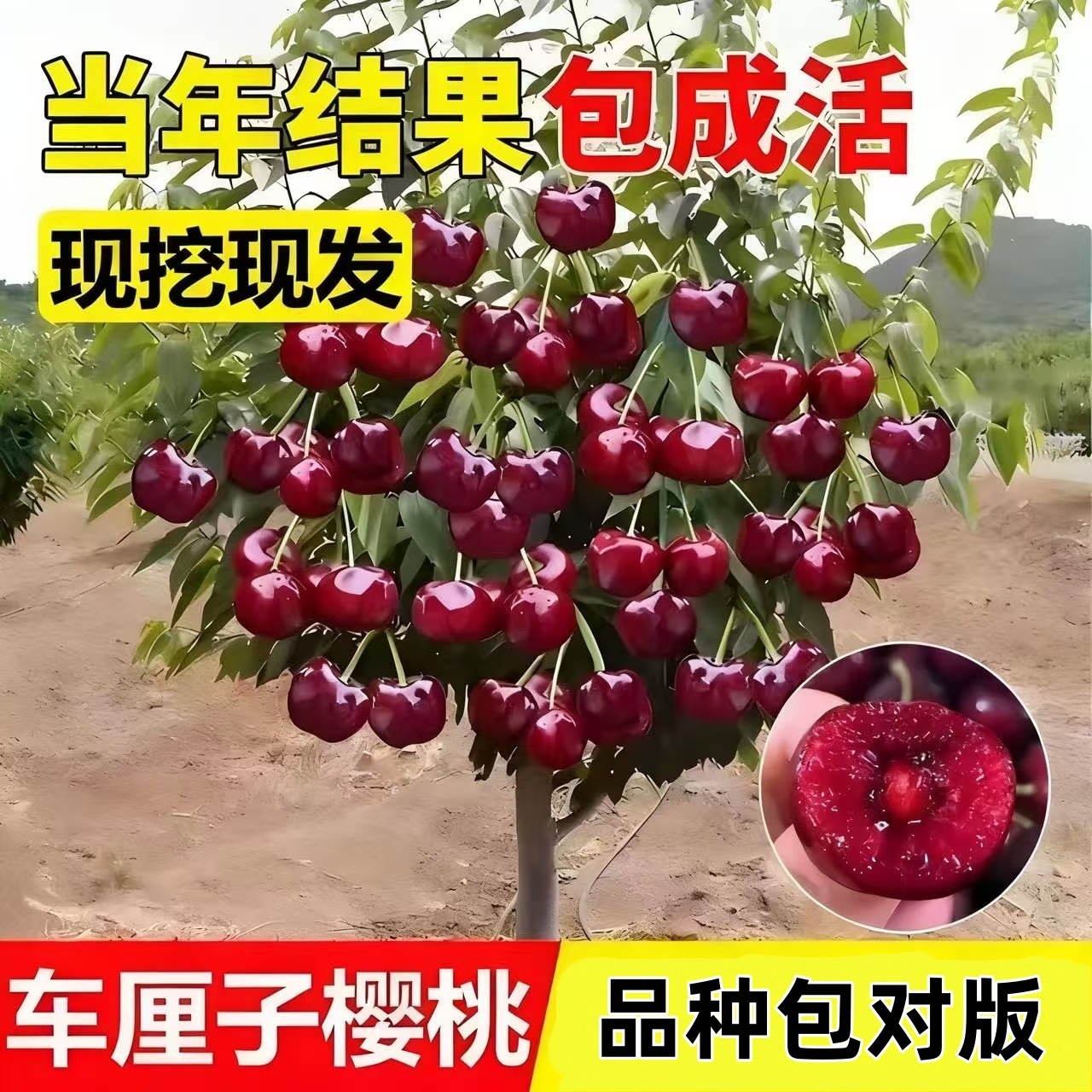 车厘子树苗樱桃树苗南方北方种植正宗盆栽地栽矮化樱桃树果树果苗