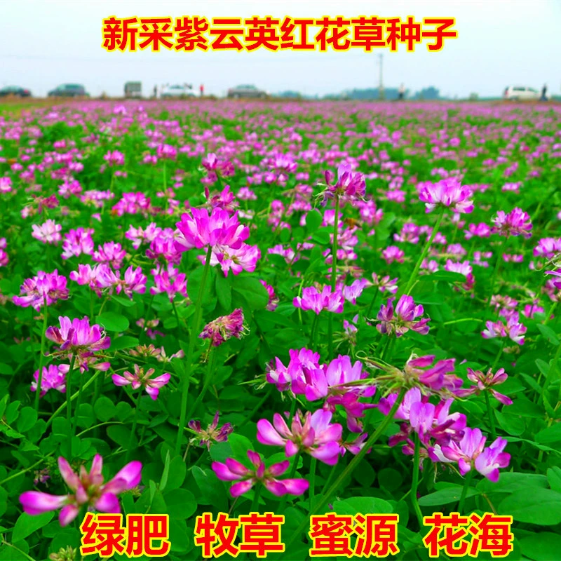 Оптовая астрагал синикус семена нектар завод семена травы четыре сезона кормовой травы Семена пчеловодства сафлор фруктовый сад семена зеленого навоза