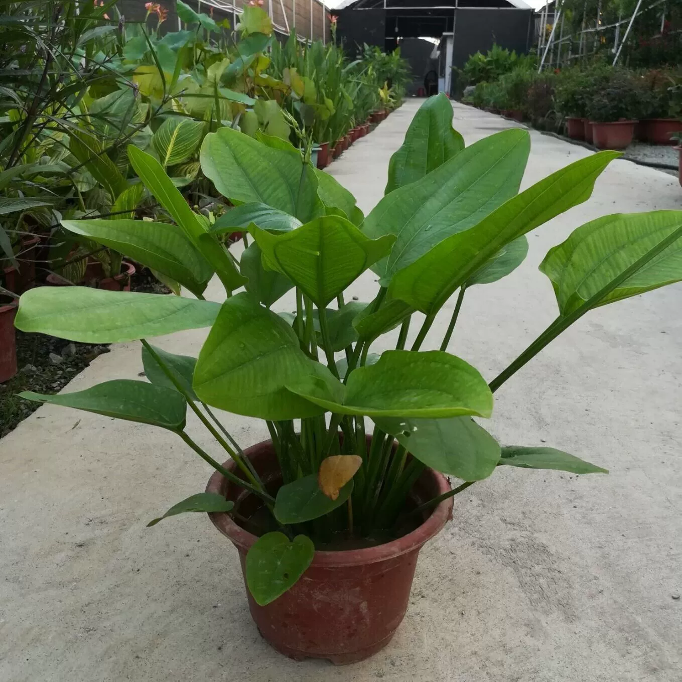 Многолетнее водное Alisma allisma болотное травянистое озеро, очистка воды качества воды очистка качества воды в речных прудах