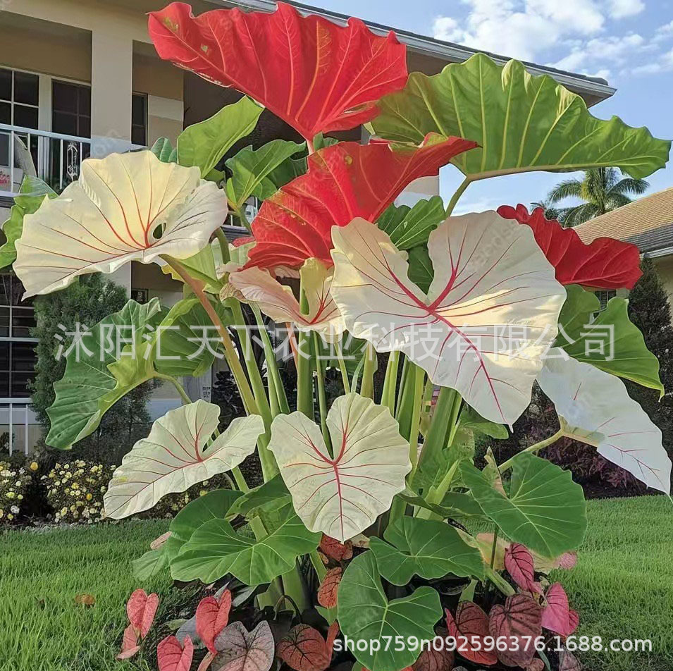 O1CN01i3MI7p1XFxf8MSEOA_!!2216