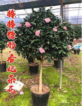 һ�����l�����Ͳ軨���Ԏ������҃��ͺ������ļ����ඬ���_������