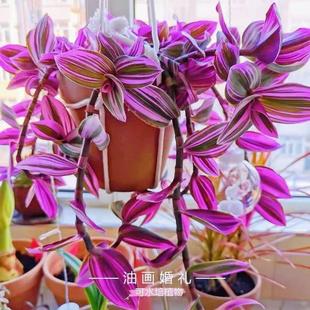 Oil Painting Wedding Hanging Orchid Potted Plant, Easy-To-Care-For Foliage Plant, Purple-Leaf Hanging Orchid, Office Green Plant, Indoor Four-Season Flower