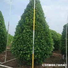 火山榕 金钱榕 绿篱花苗 榕树 中山绿植灌木基地批发