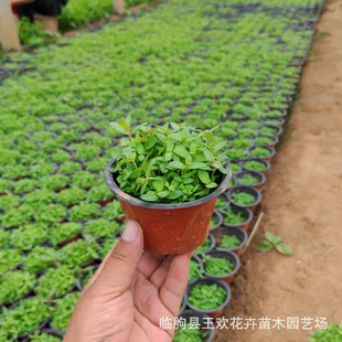 Aquatic Plants Pulsatilla Artificial Wetland Landscape Greening Plants Flower Bed Courtyard Garden Engineering Greening Seedlings