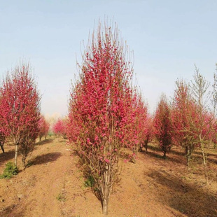 �a�����l �������� ���� �������ԃr�� �e��С�^��·�G������ľ