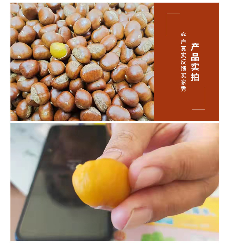 正宗迁西板栗,老树栗子河北迁西生鲜油栗批发,糖炒栗子香甜软糯板栗