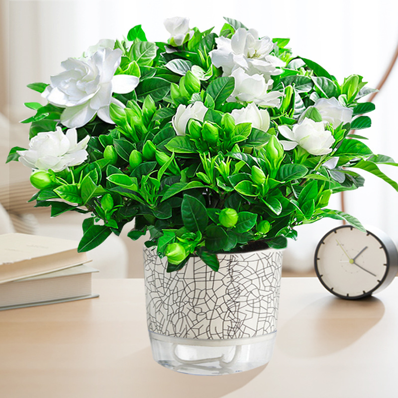 【새싹 있음】160#대형 치자나무(얼음이 깨진 자흡식 화분) + 영양액