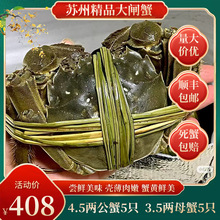 苏州精品鲜活大闸蟹4.5两公蟹5只+3.5两母蟹5只10只装