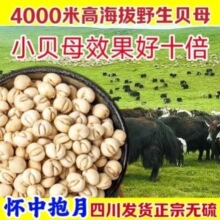 正宗川贝500g四川阿坝无硫川贝母正品川贝母炖雪梨泡水批发川贝粉