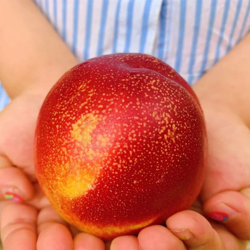 【Shaanxi Starry Sky Peach with Speckled Skin, First Batch Red Oil Peach】 Freshly Picked Non-Sweet Peach 5 Fresh Fruits for Delivery