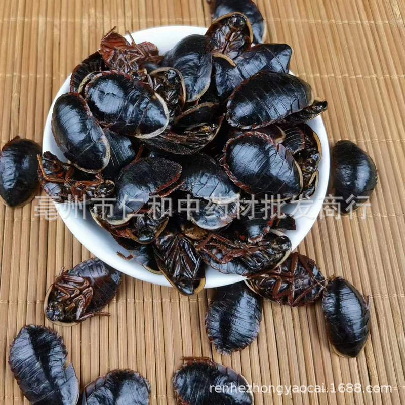 Golden Edge Ground Beetle Tu Bie Chong Dried Whole Insect Traditional Chinese Herb key features