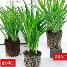 金边金心青叶吊兰四季花卉花盆栽绿植净化空气阳台客厅办公室养好