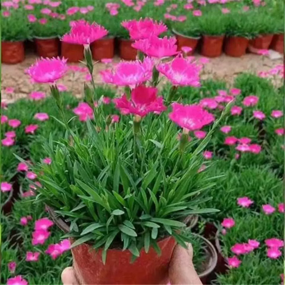 欧石竹带花苞盆栽花苗庭院种植四季开花耐寒好养花海造景绿化工程