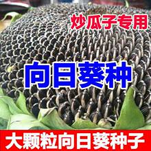 食用向日葵种子矮杆大粒高产瓜子种子饱满葵花籽阳台庭院大田种植