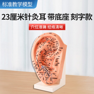 特大号超清晰多穴位耳模耳朵针灸模型耳穴中医模特图耳部反射区-阿里巴巴