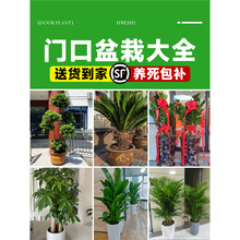 �T�������F��������X����Ѫ���҃�ɢβ�������BͥԺ���T���;Gֲ