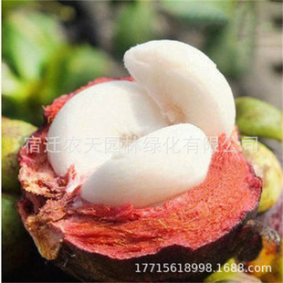 ̩���o��ɽ����ɽ�������������Ե��Ԯ���Y���ϱ����Nֲɽ����