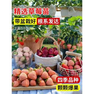 ���Ͳ�ݮ���ļ��Y�����Ԏ�����t�ѩ�҃ȿ͏d�̨�Nֲ��������