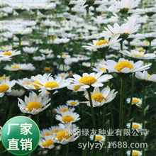 花卉种子源头公司 批发白菊花种子  大宾菊种子 宾菊  西洋宾菊种