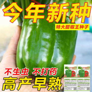 �ش��𽷷N�Ӵ����ཷ���\���˽������N���̨���ﶬ���߲˷N��