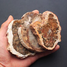 天然古生物化石木化石摆件树化玉原石切片家居办公茶杯垫厂家批发