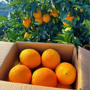 �M�ݑ�������ˮ�����Ӱ��]�a��ֱ�l�t����Ě��һ�����l�����ζ