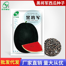 黑将军西瓜种子黑皮红壤黑美人有籽西瓜种籽合丰种业水果种子批发