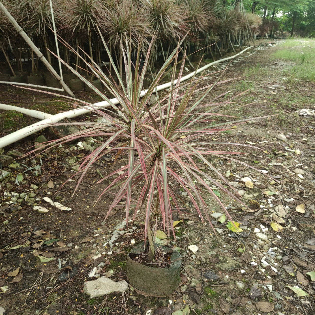 2309 Детская база оптовая поставка разноцветных тысячелетних деревянных конских хвостов