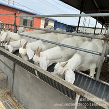 白山羊活羊 美国改良白山羊 白山羊改良肉羊适合农村致富项目