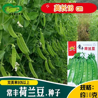 荷兰豆种子 农田菜园植株紧凑叶色深绿荚翠绿肉厚清香豆角蔬菜籽