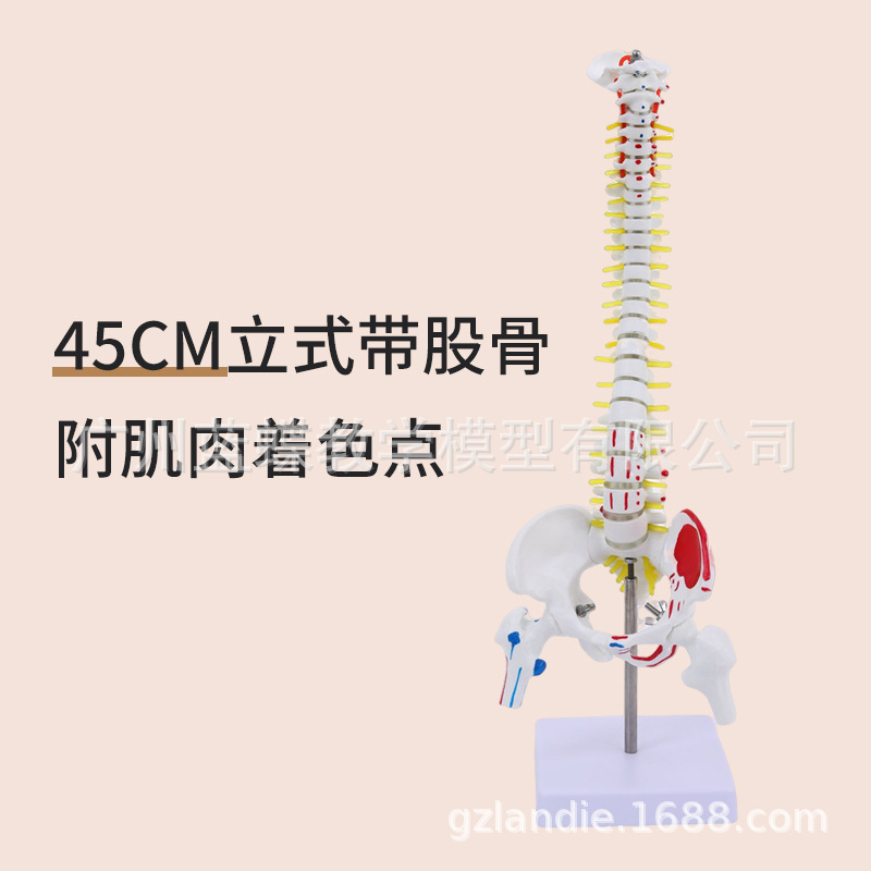 45CM弹ģ͸ɫֹϰ׵ģ;׵׵