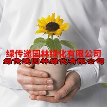 观赏矮向日葵种孑四季开花种子易活盆栽花卉室内阳台迷你花种籽子