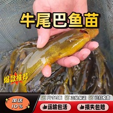 ţβ���~����K��M�l�S�ӔM�l��ˮ�Bֳʳ�ô��w�Ͱ���