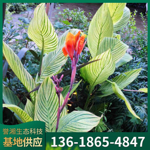 Golden Vein Banana Aquatic Banana Seedlings Aquatic Banana Roots Aquatic Plants Can Be Potted Decorative Plants