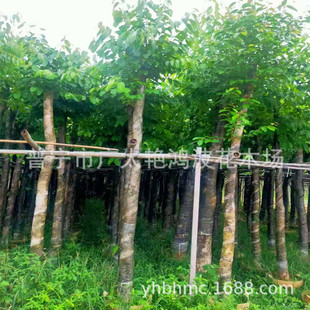 �V�|�G����ľ�������҈@ˇ�@�ֵ�������ֲ���ľ�L�����е���ľ