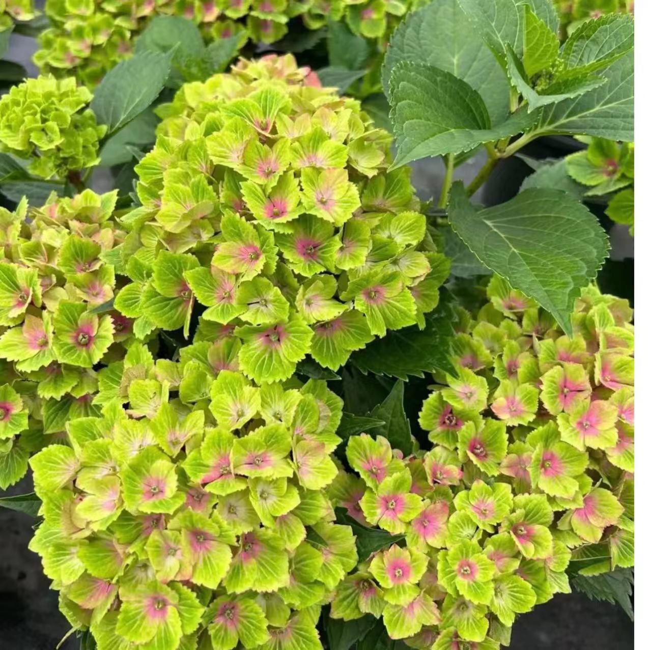 인기 모델 한정샷(매직 그린 컬러) 높이 2갤런 - 30~60cm - 128.9엔 세면대 포함