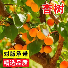 �Ә�N�����ӷN�ѹ���ͥԺ���@ʳ�ùϹ��t��ˮ����ɽ�Ӽ�ͥ�׷Nֲ