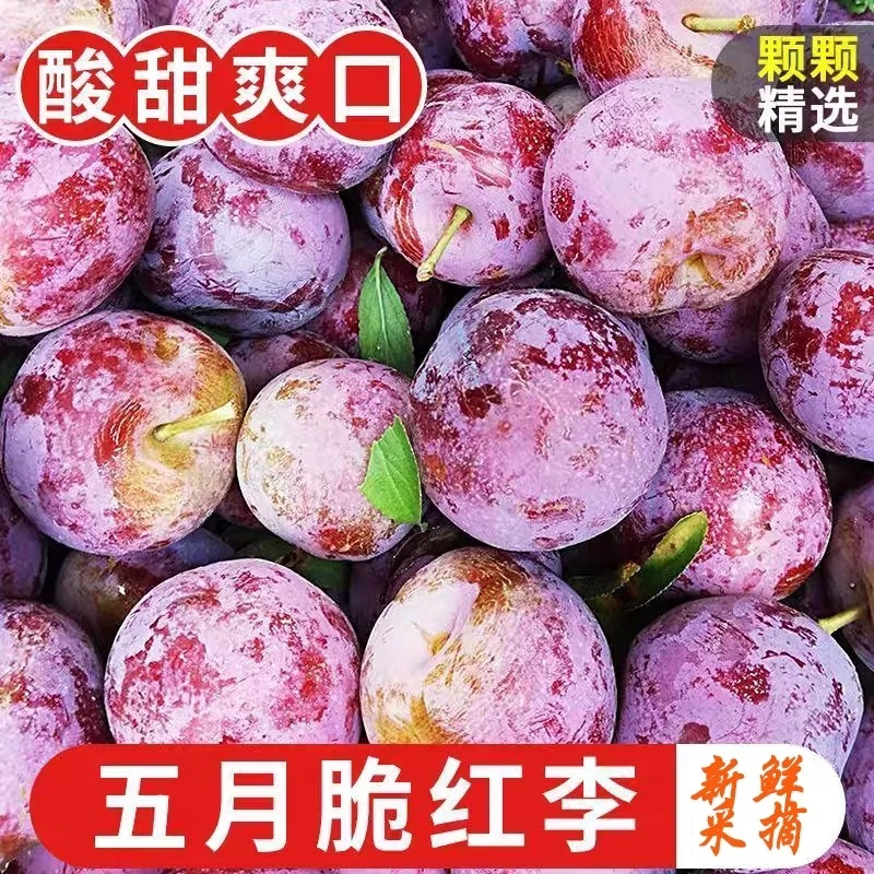 Authentic Sichuan Plums, May Crisp Phoenix Red Plums, Non-Pitted Half-Red Fresh Fruits, Seasonal Green Crispy Plums Authentic Sichuan Plums, May Crisp Phoenix Red Plums, Non-Pitted Half-Red Fresh Fruits, Seasonal Green Crispy Plums