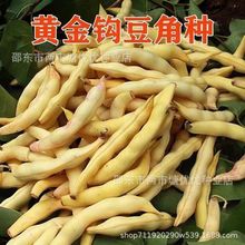 ShܶNS𹴖|ͶџooSɫSa߲˷N