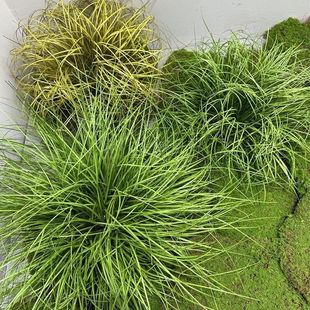 ����ٲ݆�֦�Ѳݲ݅�ˮ��ֲ�ﾰ�^���������b@ˇ�쾰�ݶѲ݈F