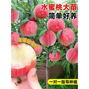 ˮ���Ҙ���޽Ӵ���Ѫ��ӳ˪�t���ڎ����Ϸ�����ͥԺ�Nֲ����Y��