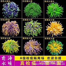 柴头珊瑚沙巴澳洲印尼金火柴头大集合珊瑚活体火炬圣杯珊瑚其批发