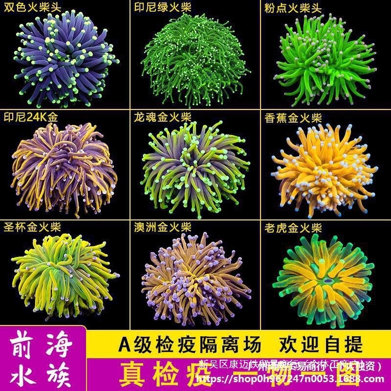 柴头珊瑚沙巴澳洲印尼金火柴头大集合珊瑚活体火炬圣杯珊瑚其批发