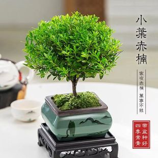 Small-Leaf Red Nan Old Pile Potted Bonsai Mini Plant Indoor Flower Office Desktop Small Green Plant Easy to Grow Beiqin