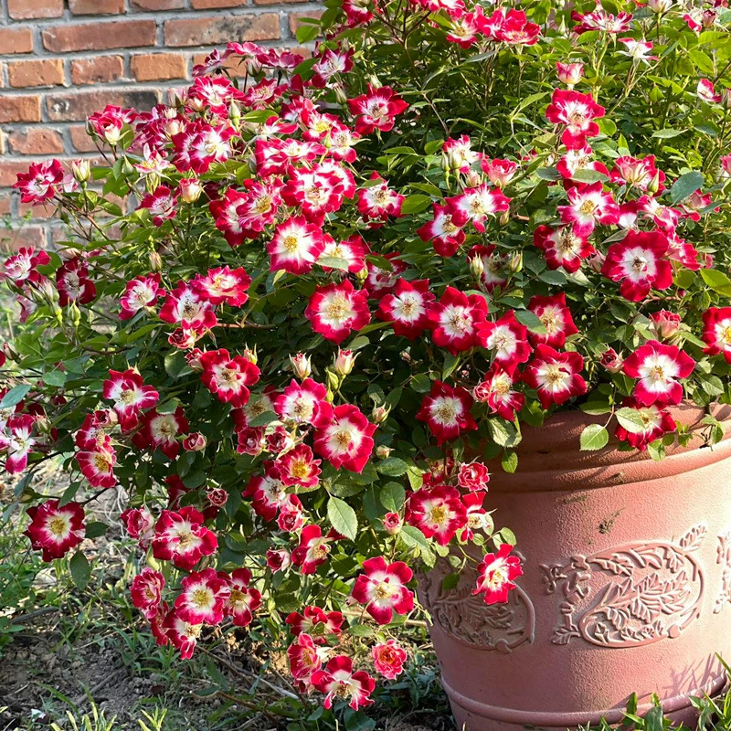 Дропшиппинг маленький художник Цзи Юэ, роза, рассада цветов в горшке, японский красный цветок, миниатюрная роза, одиночная лепестковая роза с ароматом