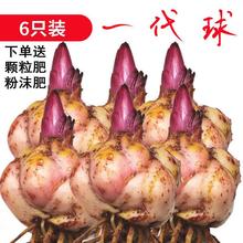 进口重瓣香水百合花种球带牙种子多头浓香室内外花卉盆栽其他红掌