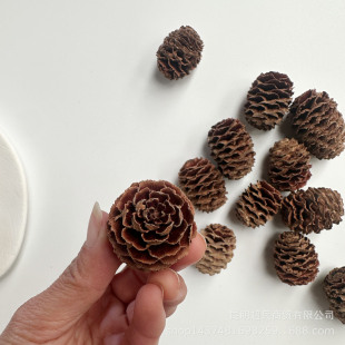 [South Africa Hive Fruit] Dried Flower Fruit South Africa Hive Fruit DIY Aromatherapy Cup Dried Fruit Dried Flower